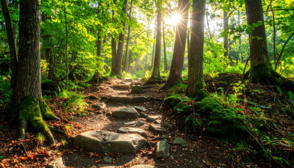 A sunlit forest path, with steps winding through the woods. Vibrant green leaves filter the bright light. Moss covers the tree trunks and stones